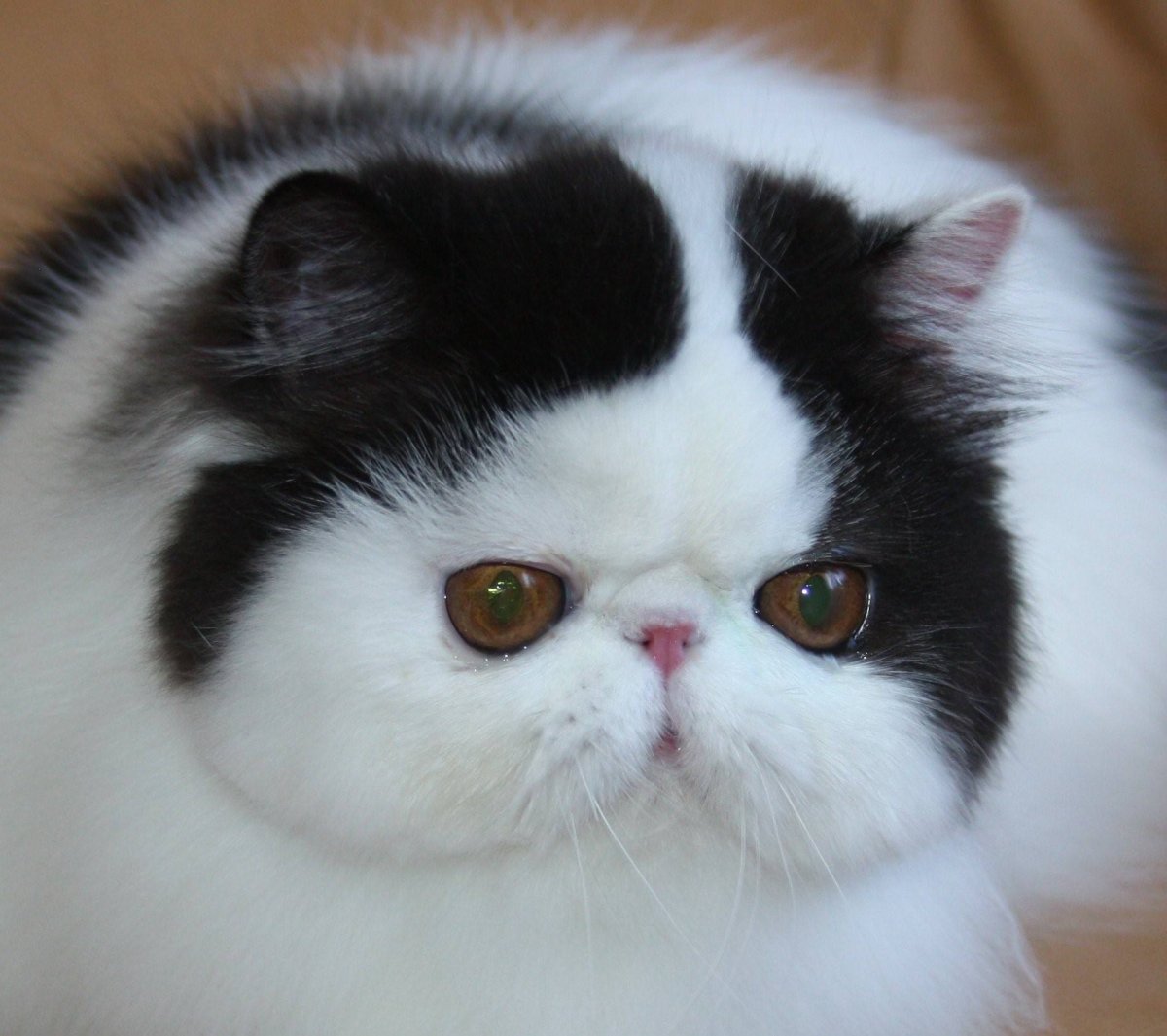 Экзот кошка белая