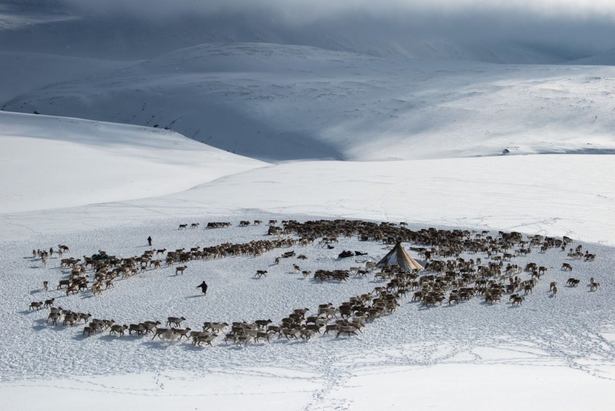 Тундра зимой