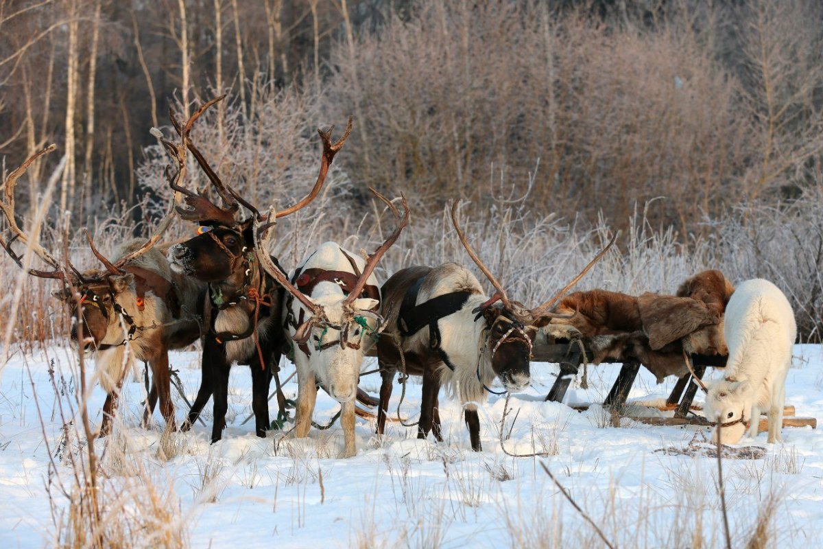 Хоровод северных оленей
