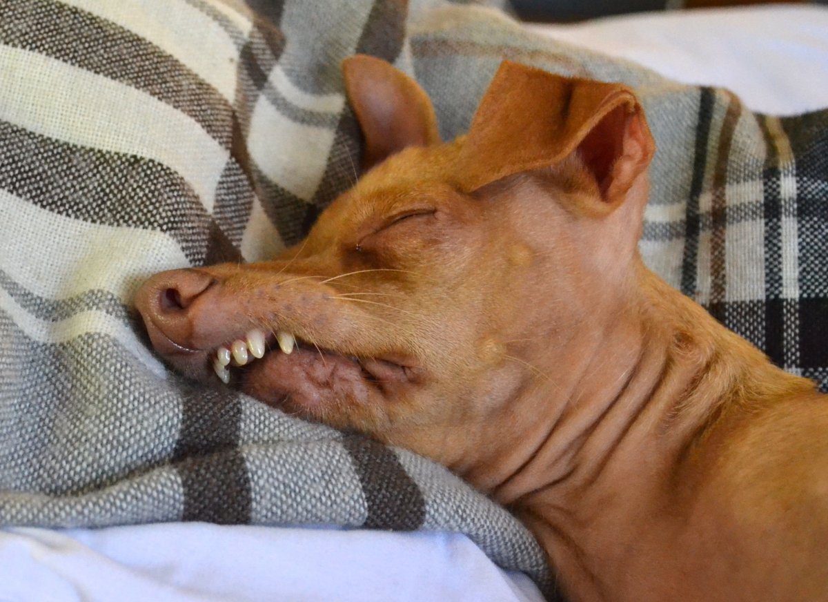 Собака с не правельным прикусом