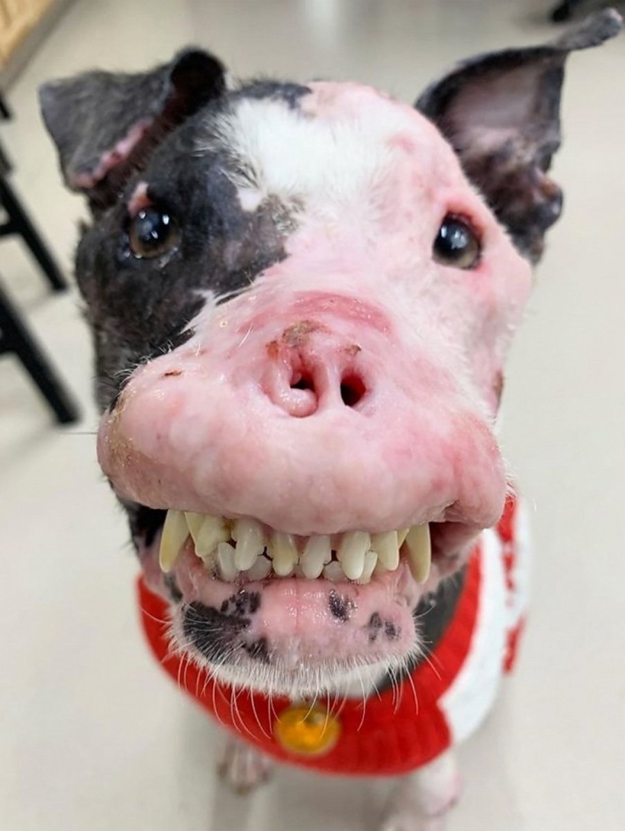 Голландская овчарка Квазимодо псина