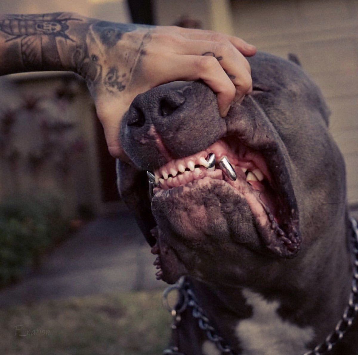 Стаффордширский терьер оскал