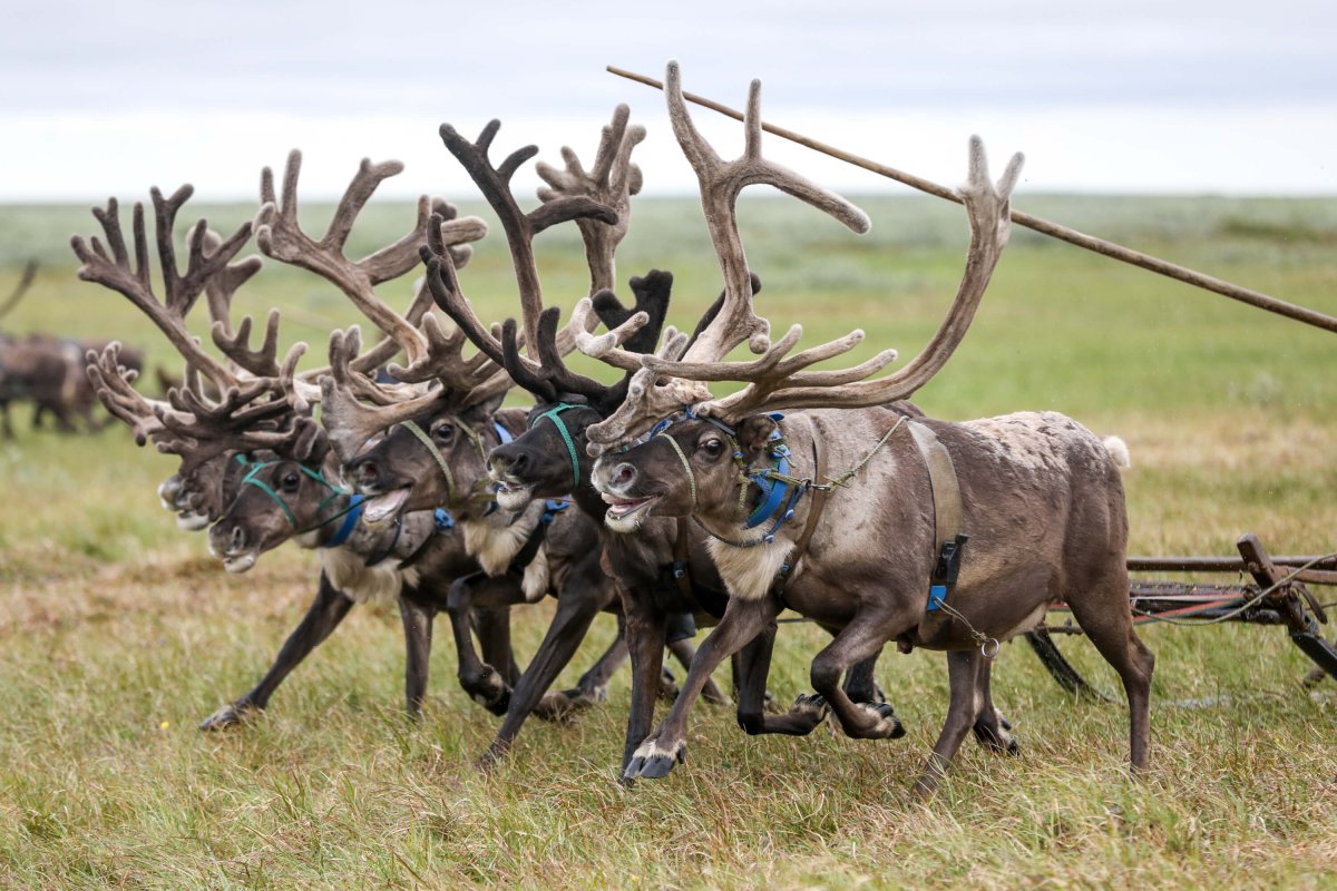 Нарьян-мар день оленя
