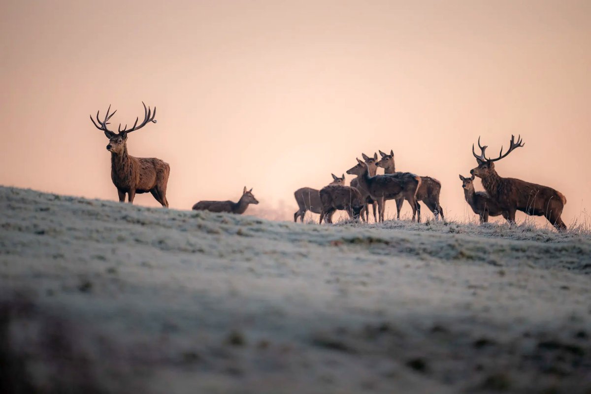 Олени пасутся