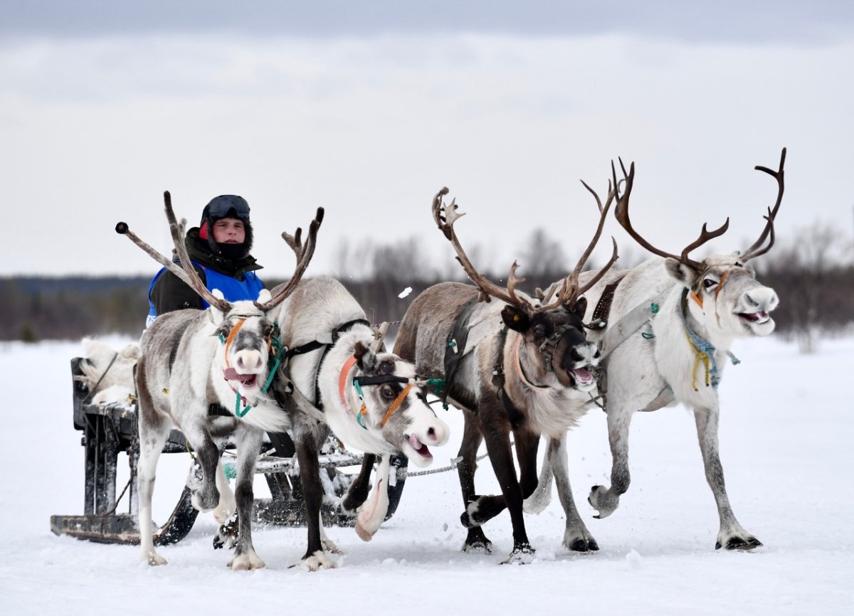 Ловозеро упряжка оленей