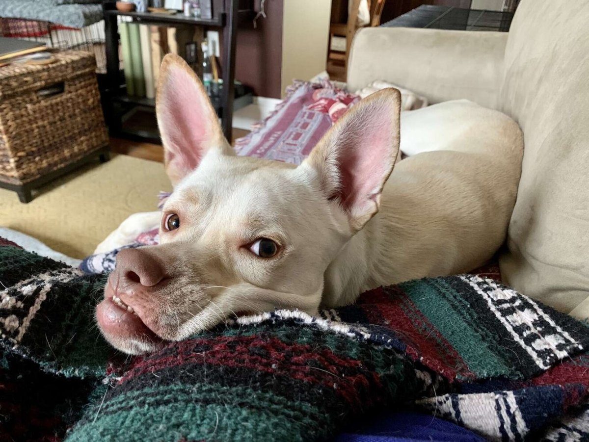 Самая некрасивая собака