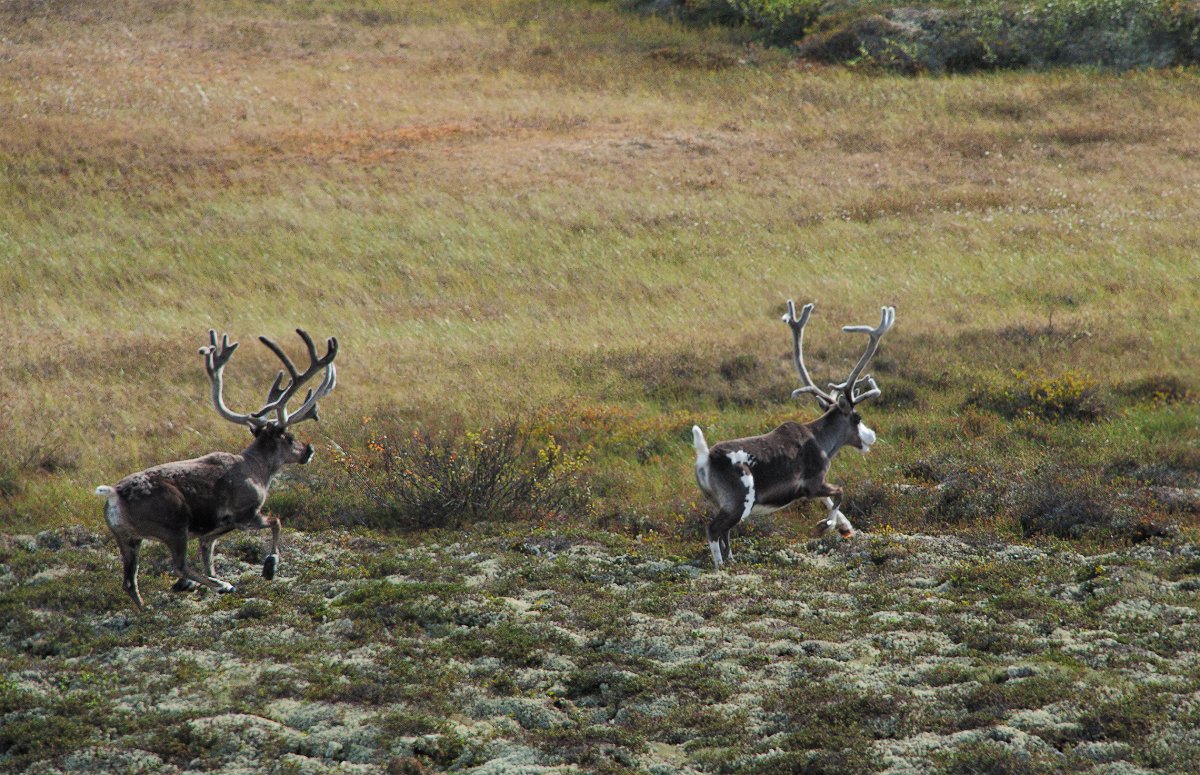 Хоровод оленей