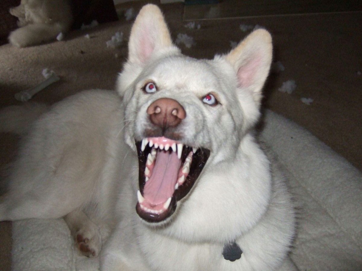 Собачий оскал