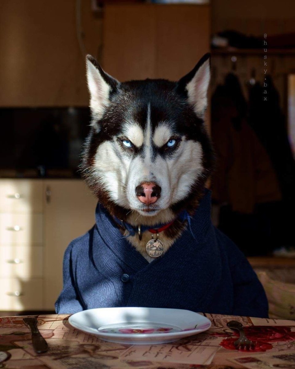 Злая собака хаски