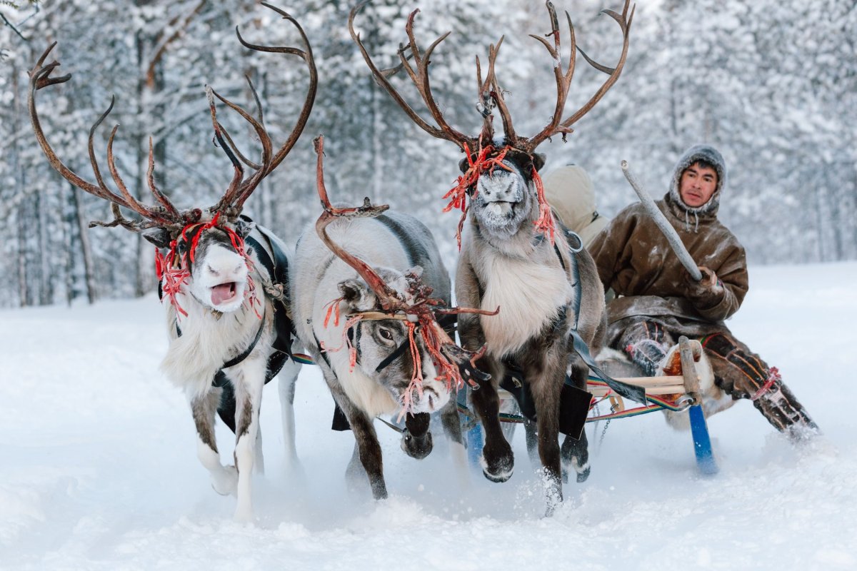 Упряжь Северного оленя