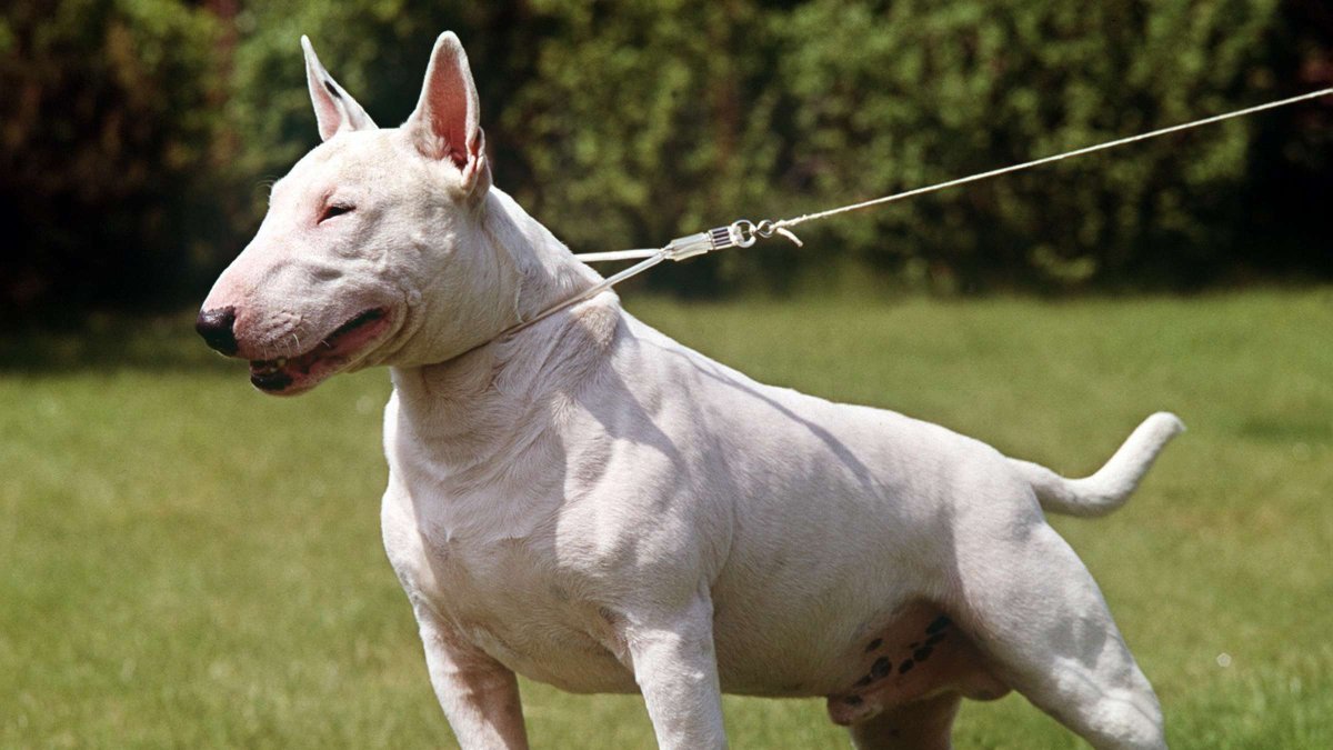 Порода бультерьер