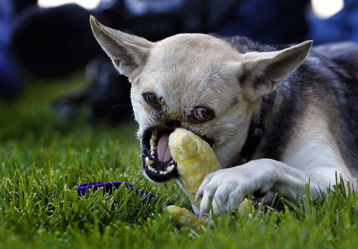 Смелая собака