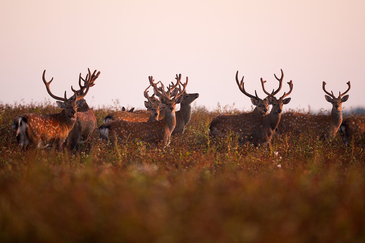 Олений парк Липецк