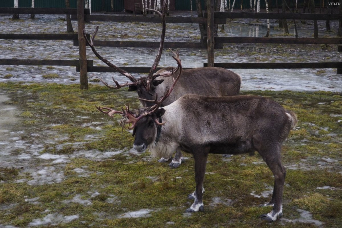 Олений хоровод
