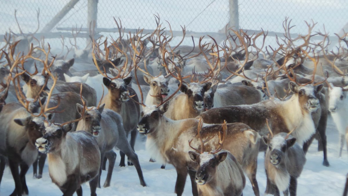 Оленеводство в Мурманской области