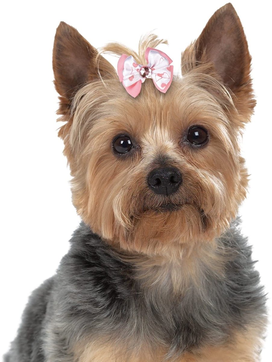 Терьер с бантиком