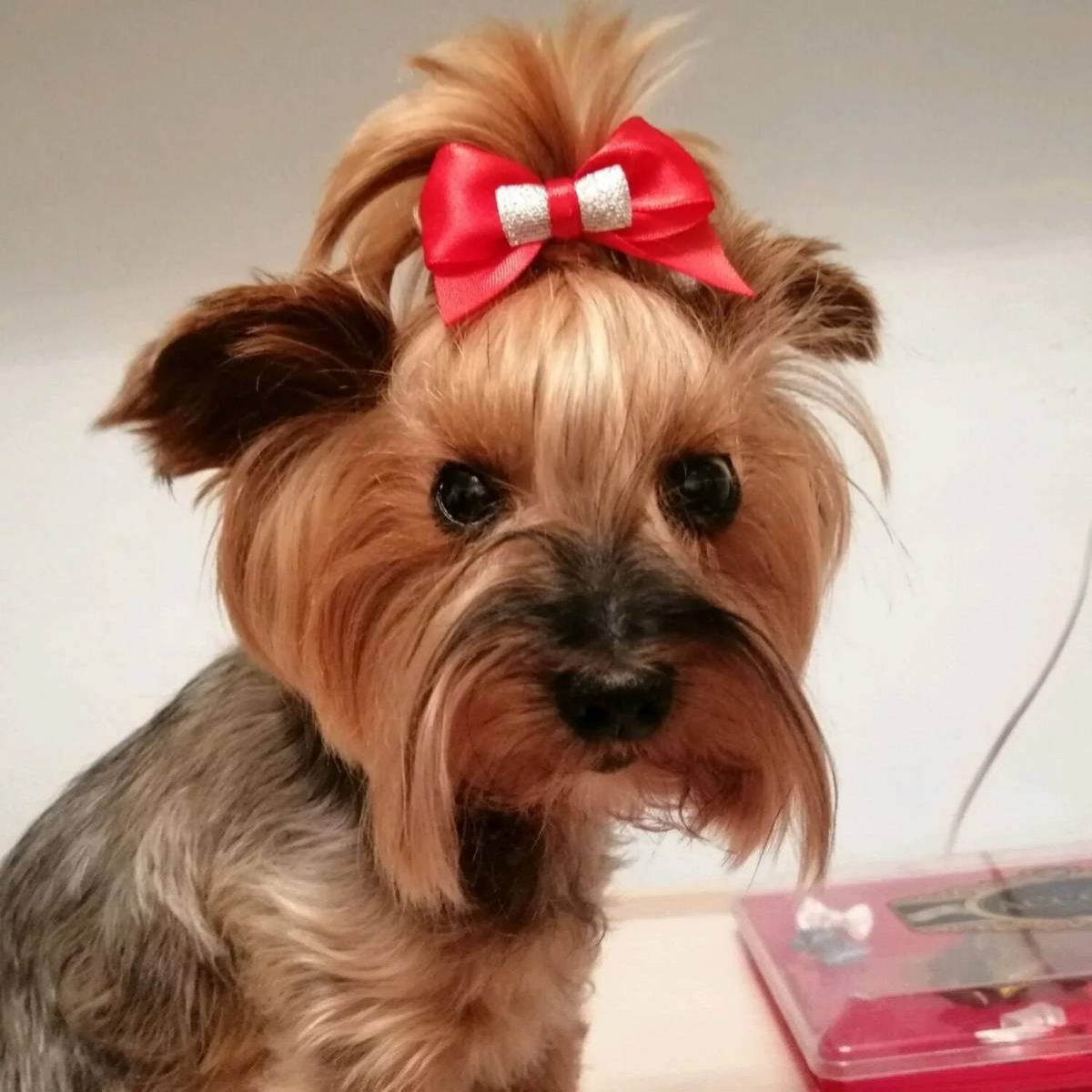 Терьер Йоркширский Малошерстный