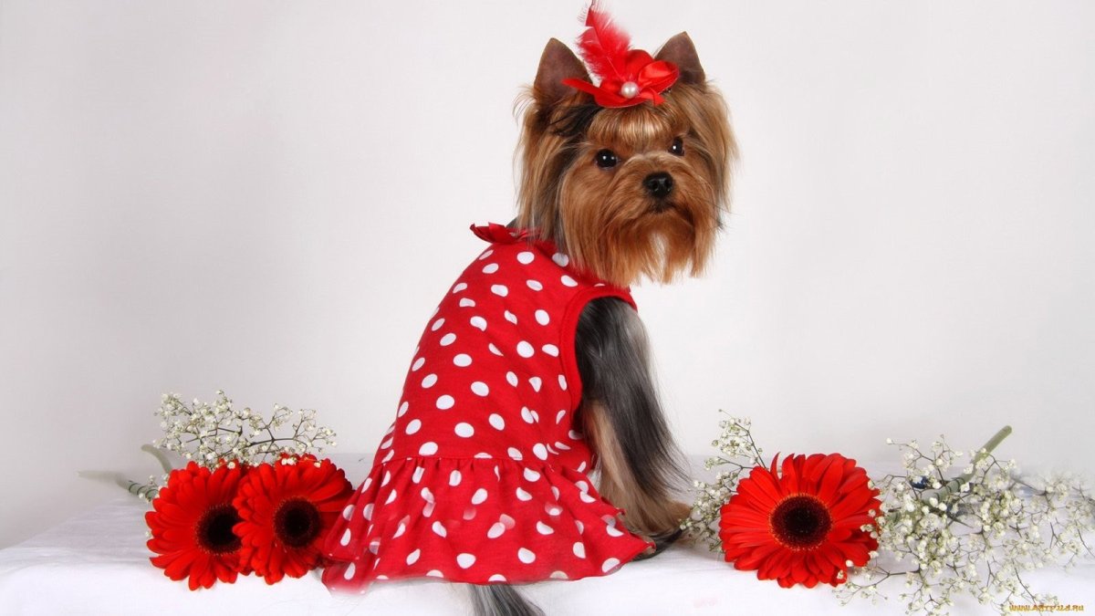 Йоркширский терьер