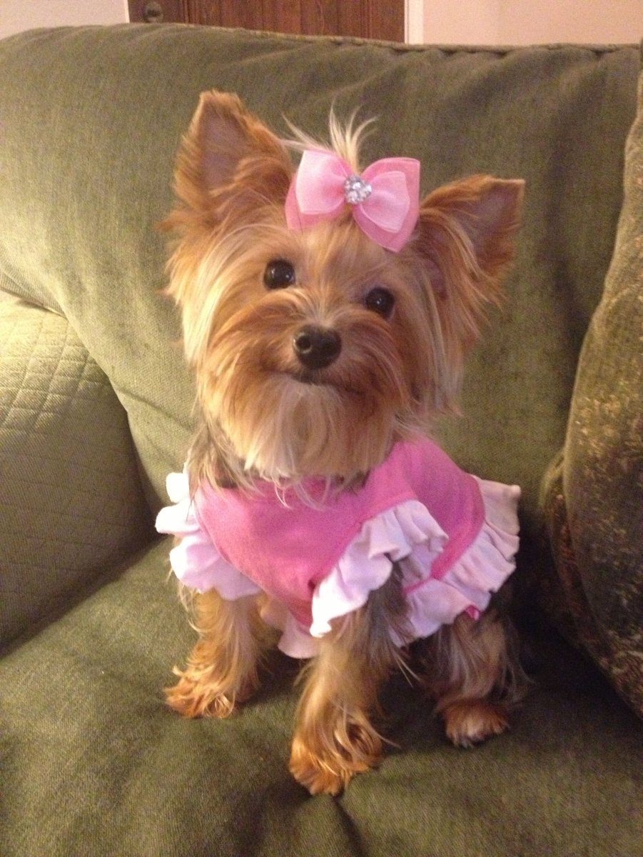 Карликовый Йоркширский терьер