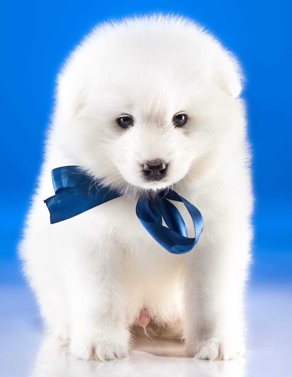 Самые красивые щенки