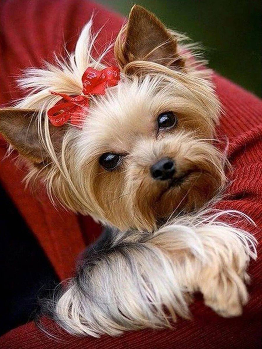 Йоркширский терьер со щенками