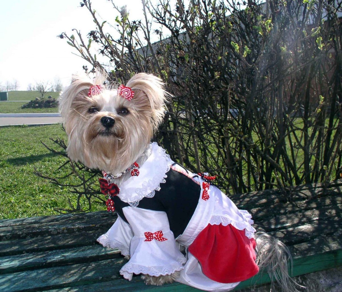 Йоркширский терьер с бантиком