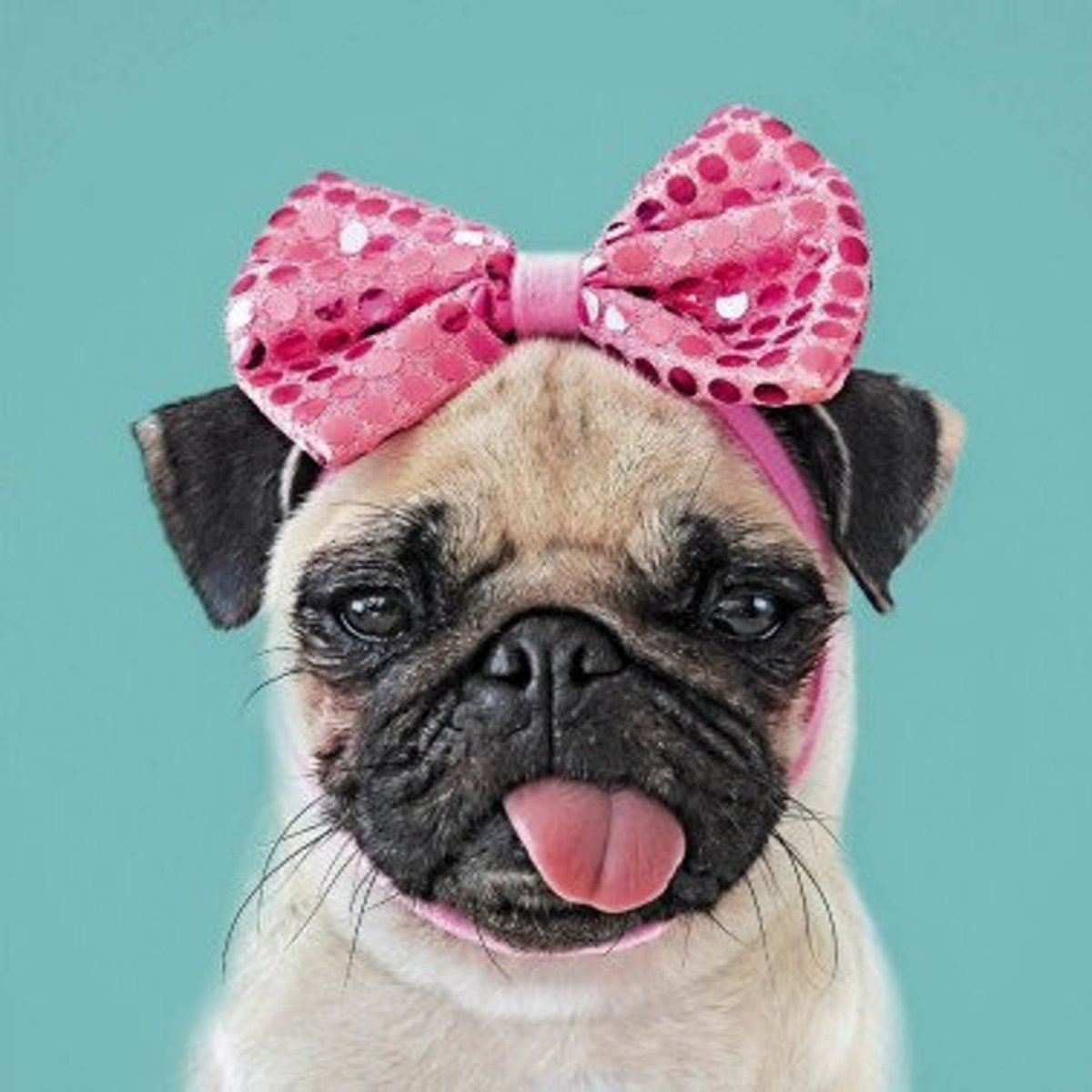 Мопс в очках