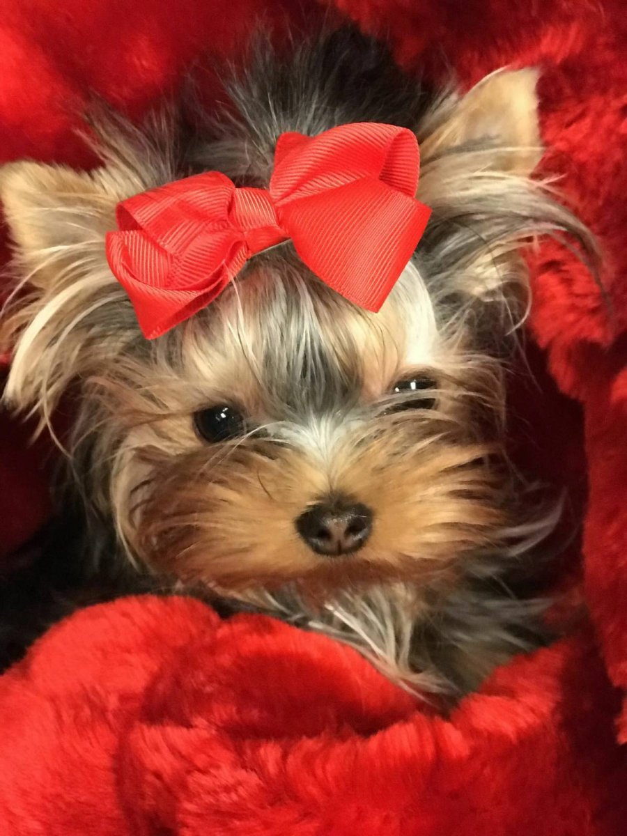 Мулбери Йоркширский терьер