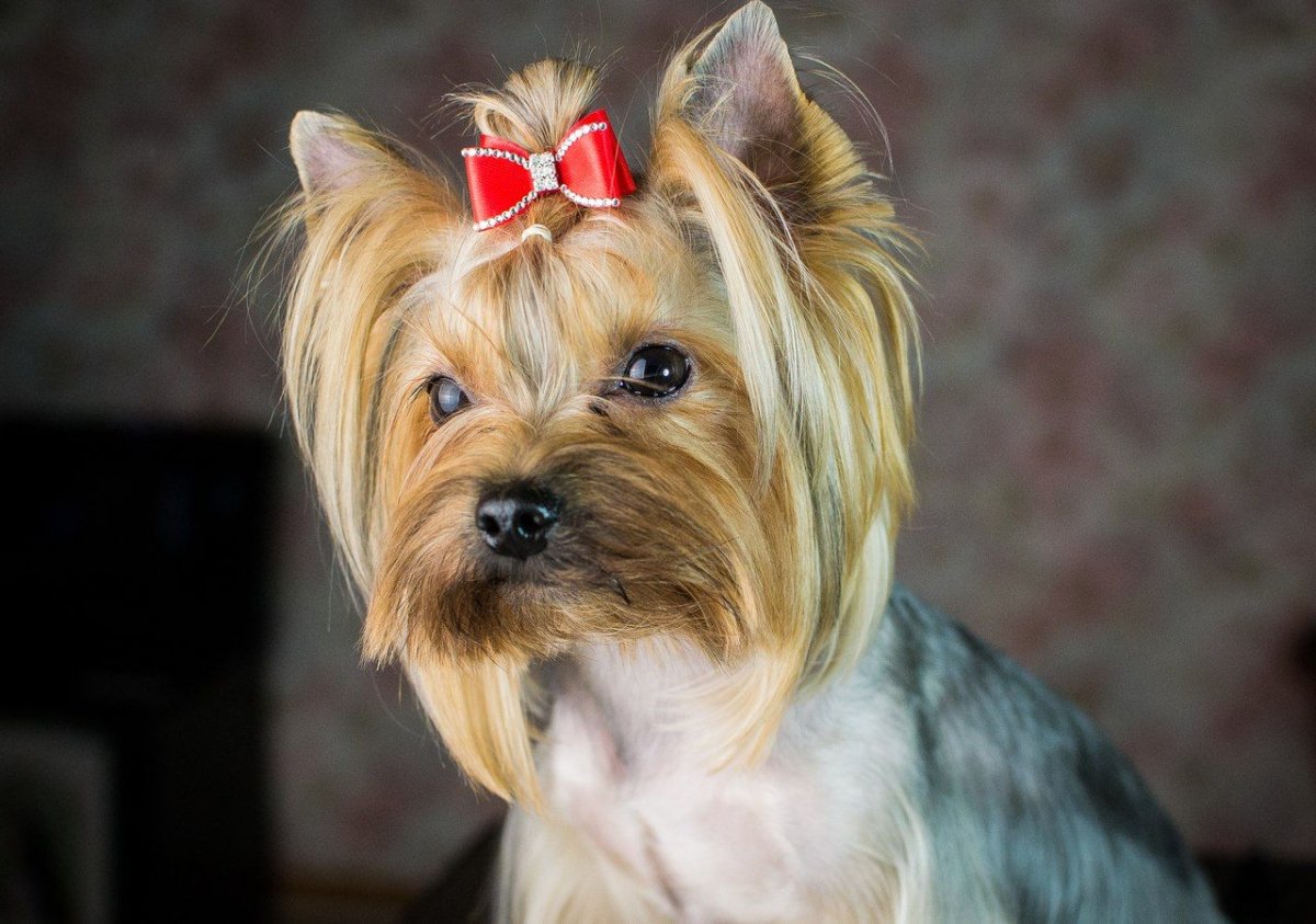 Собачка с бантиком на голове порода маленькая