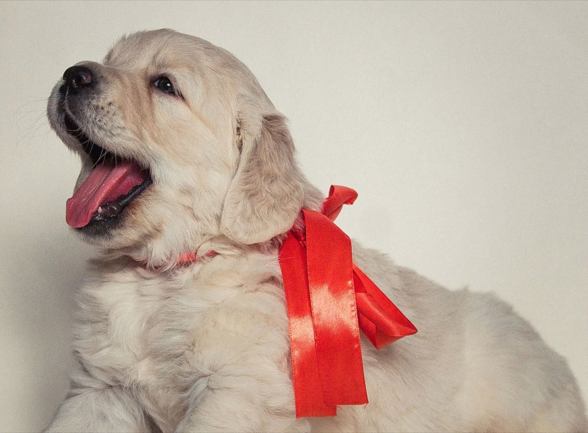 Щенок с бантом подарок