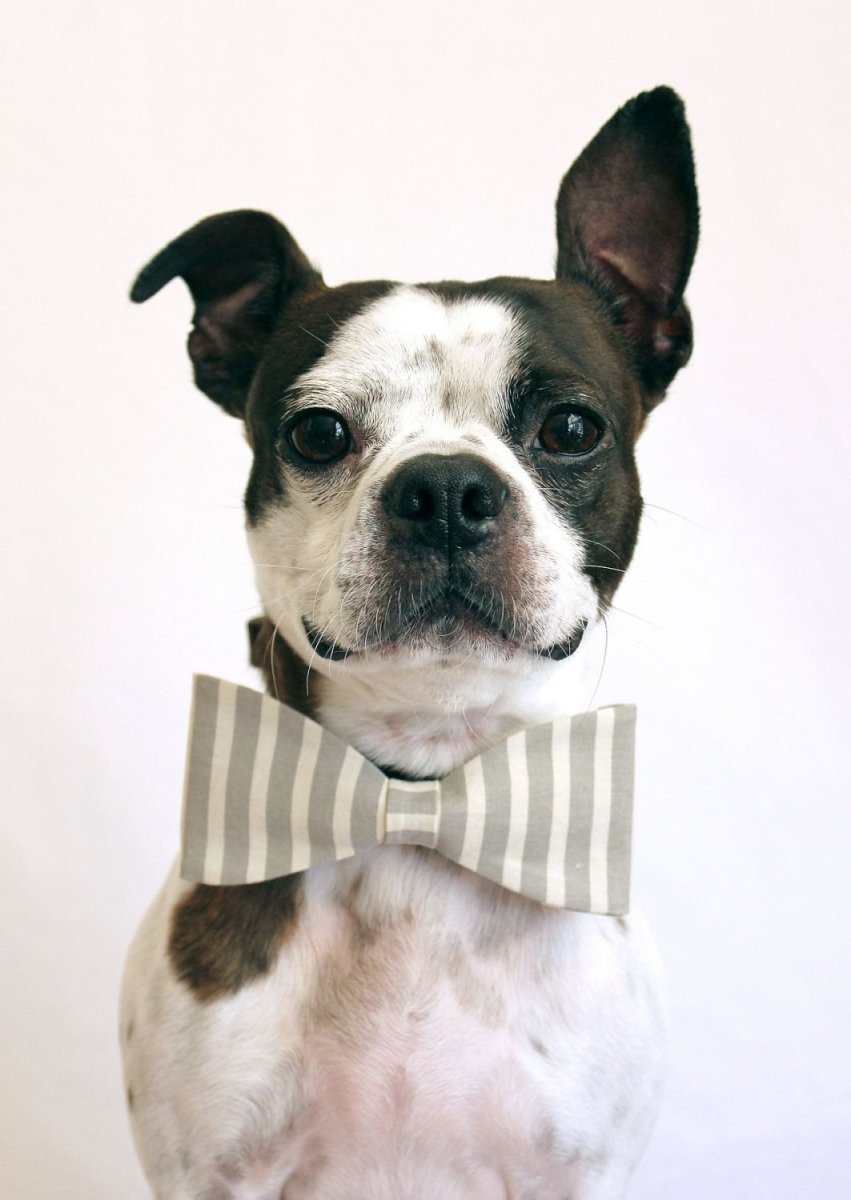 Собачка с бантиком