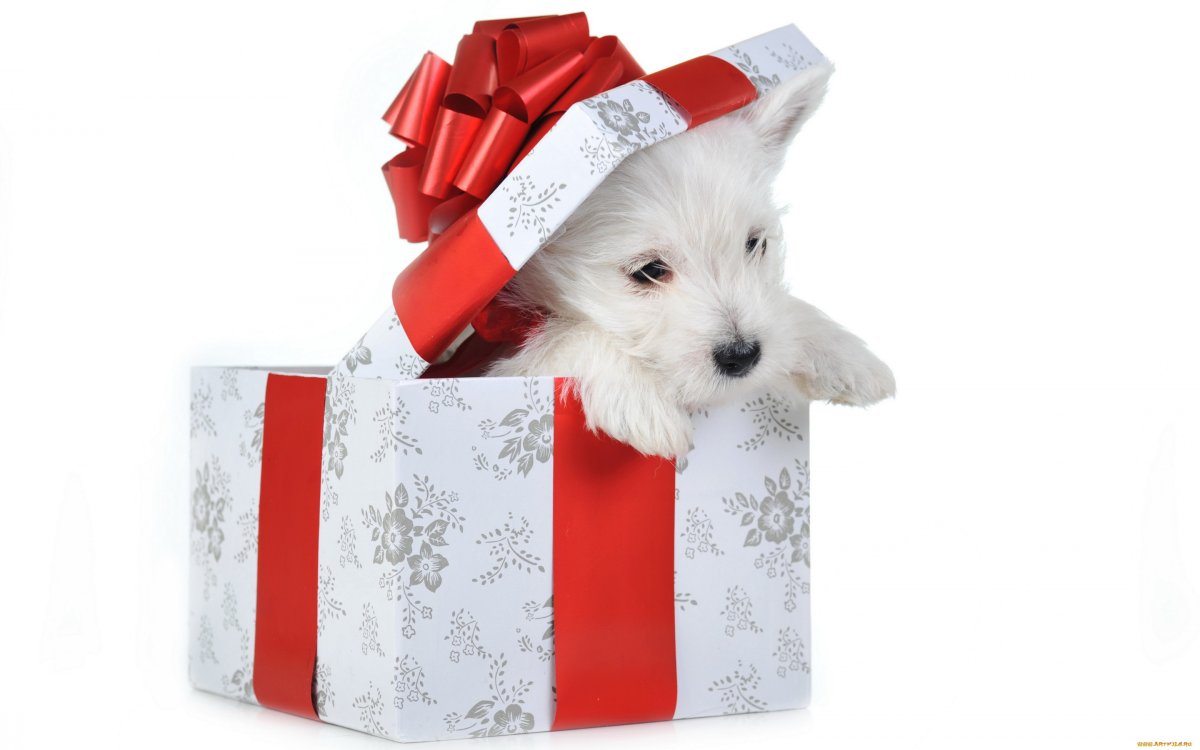 Собака в подарочной коробке
