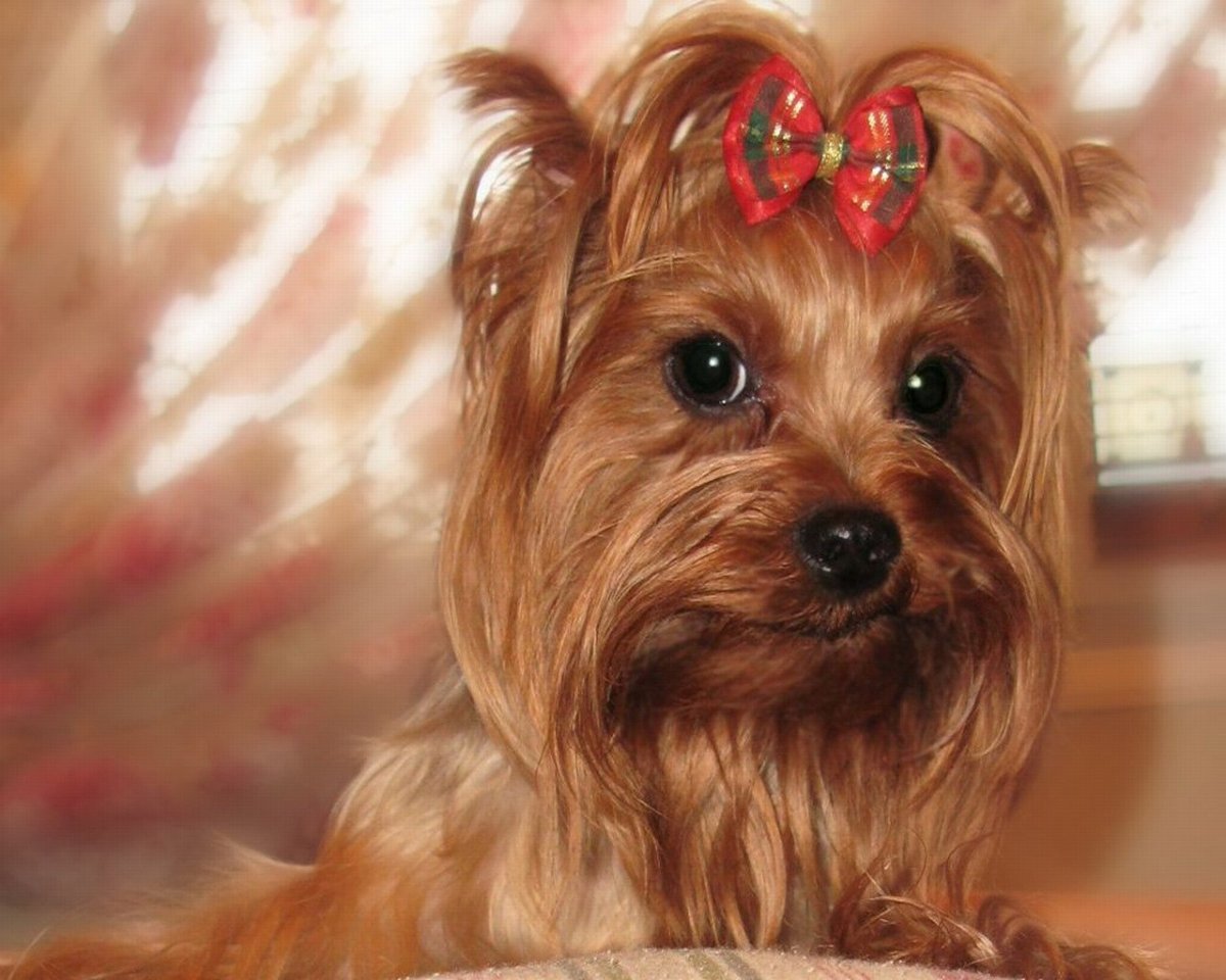 Собака с бантом