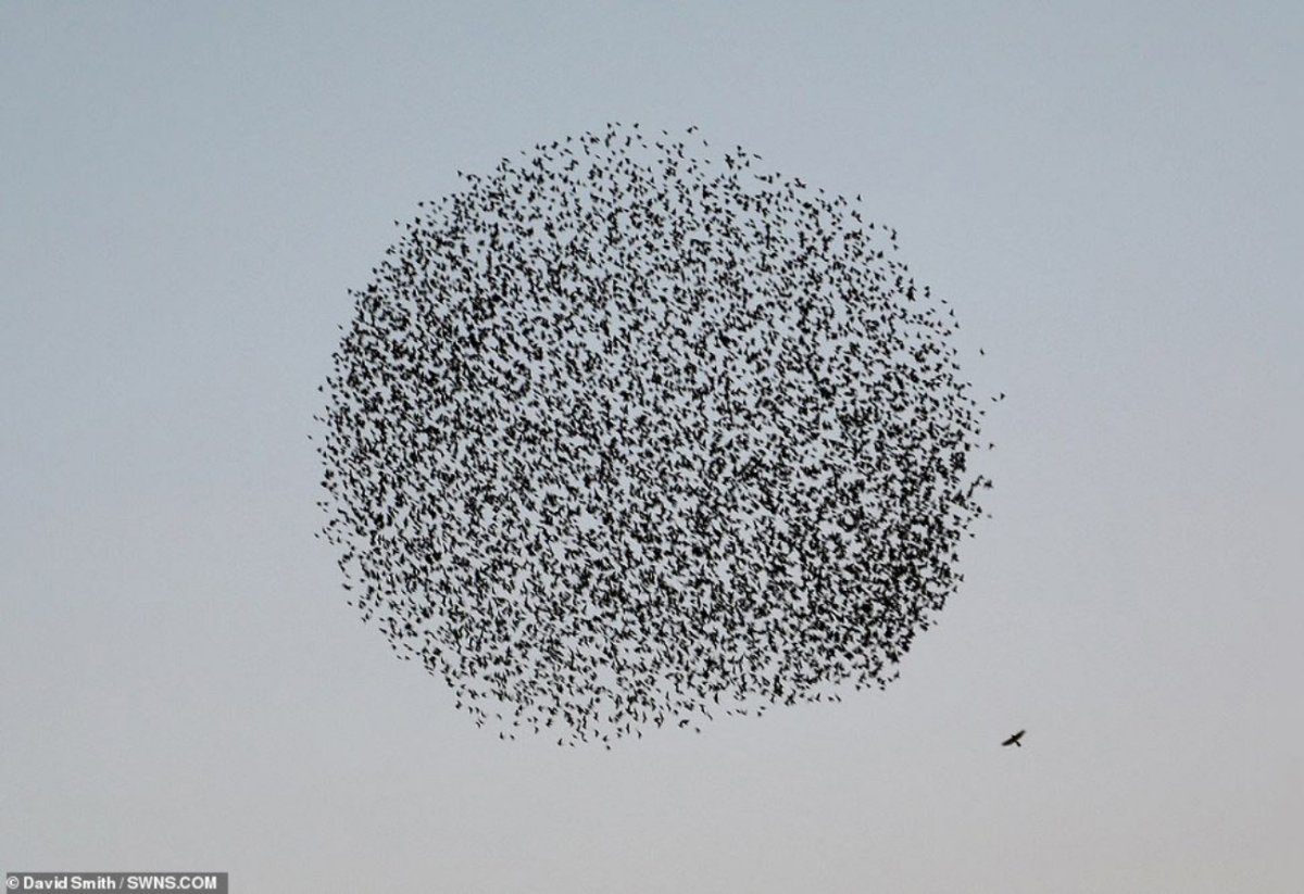 Мурмурация – «танец Скворцов»