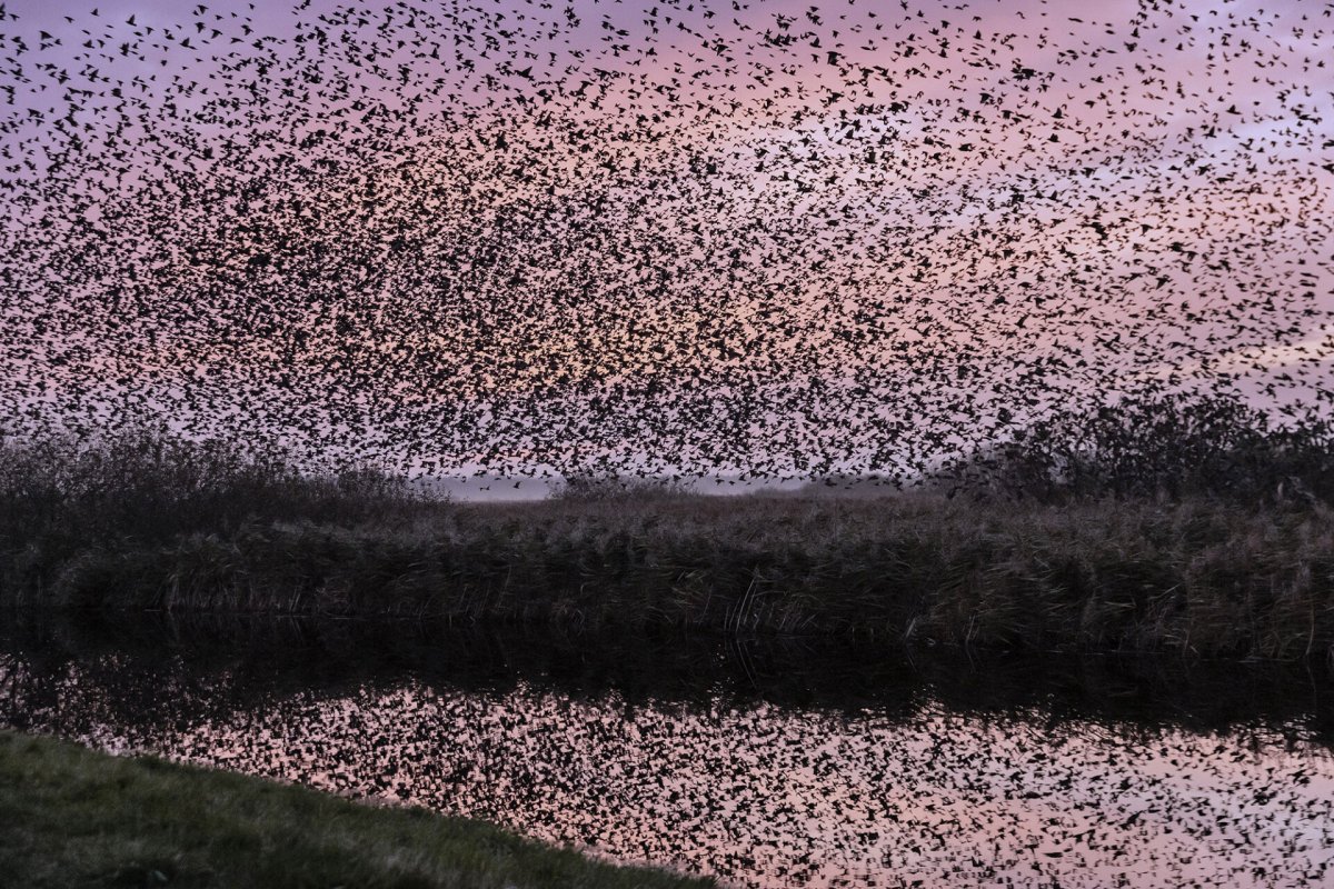 Скворцы мурмурация