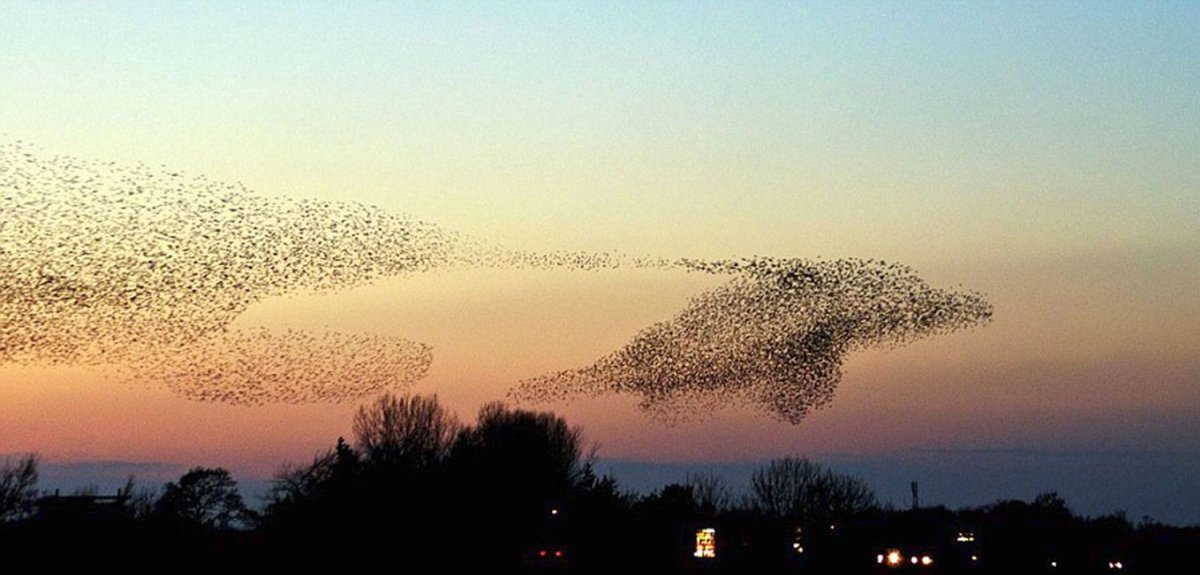 Стая Скворцов