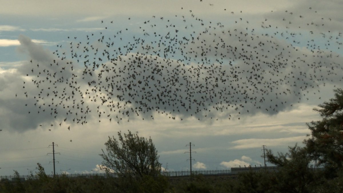 Скворцы мурмурация