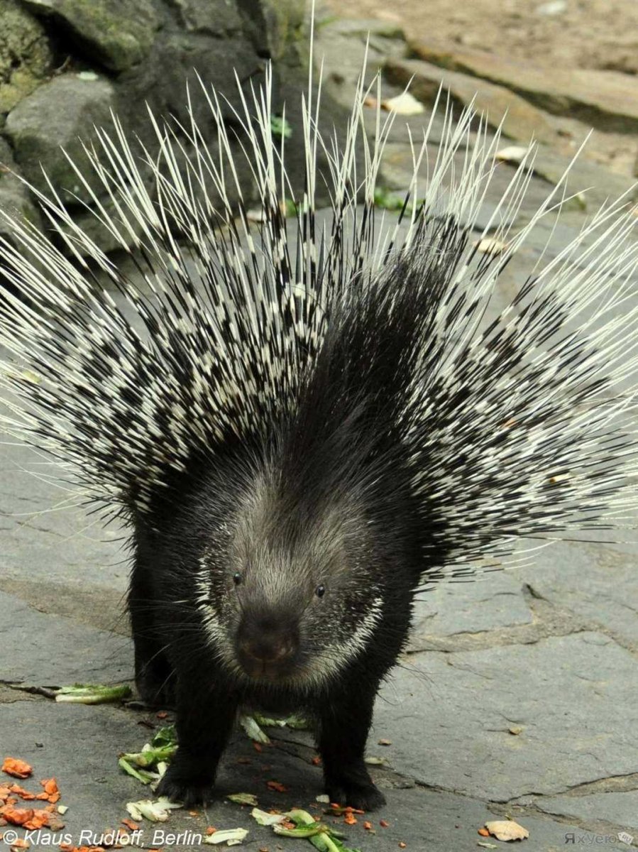 Гребенчатый Дикобраз