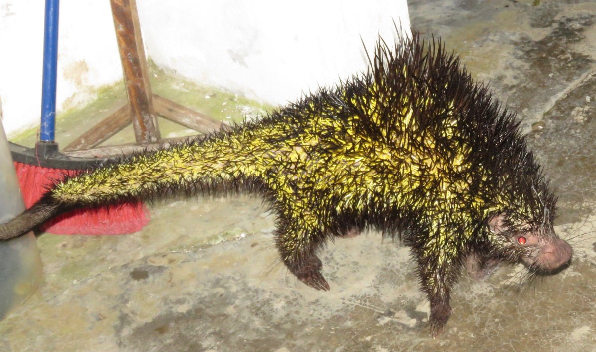  Двухцветный Дикобраз (Coendou bicolor)