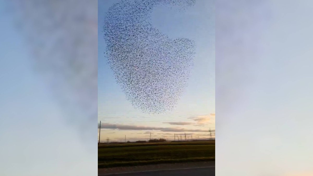 Мурмурация птиц