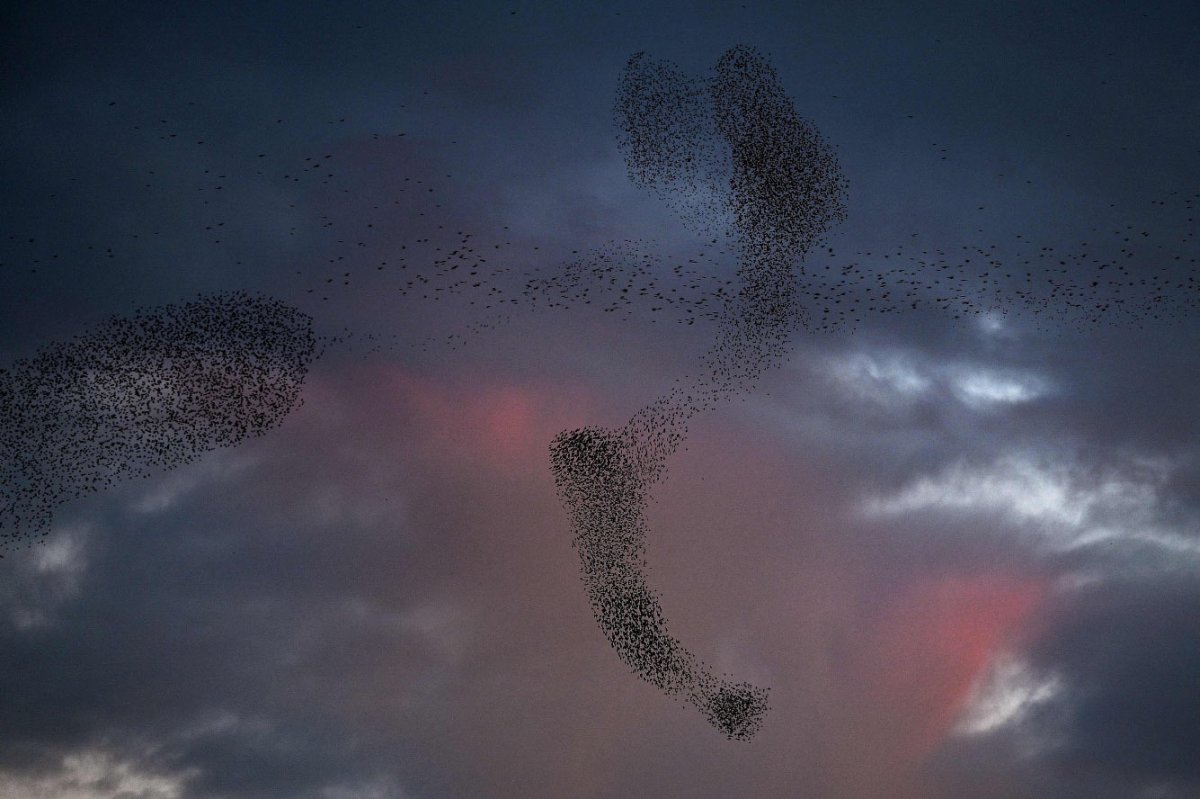 Мурмурация птиц Италия