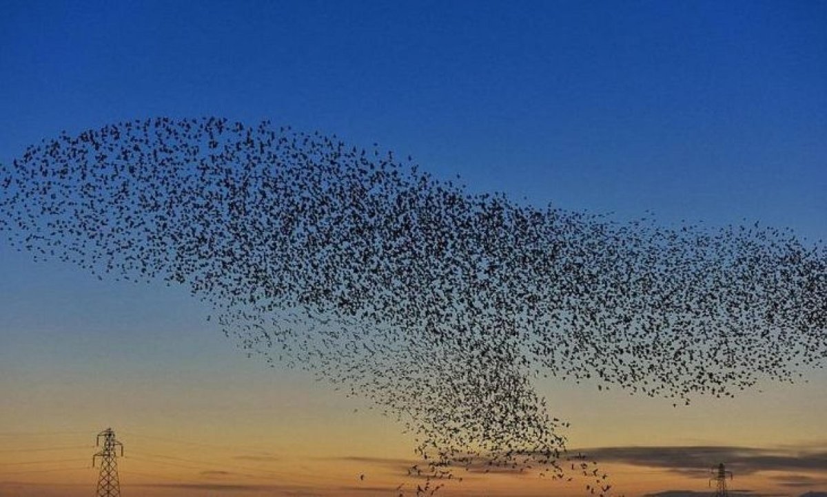 Мурмурация Скворцов