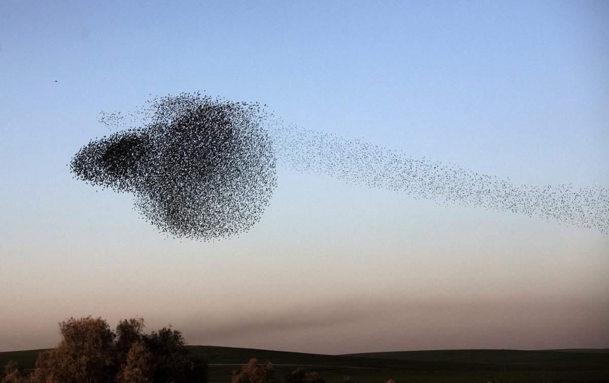 Скворцы мурмурация