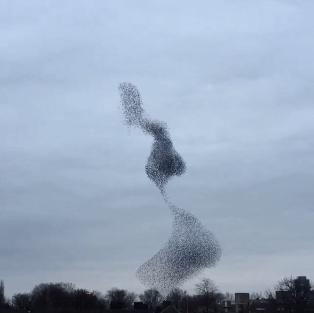 Мурмурация птиц