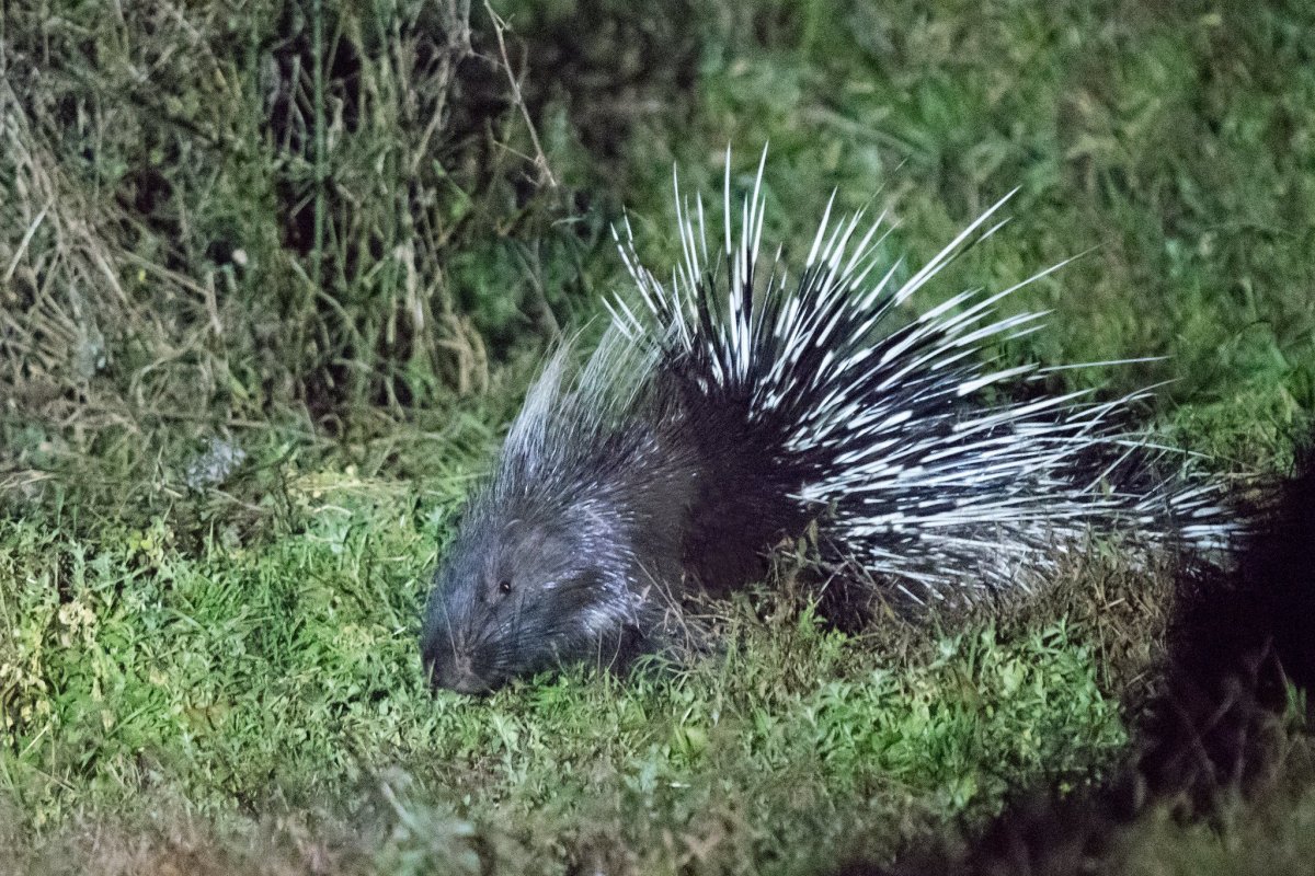 Тонкоиглый Дикобраз