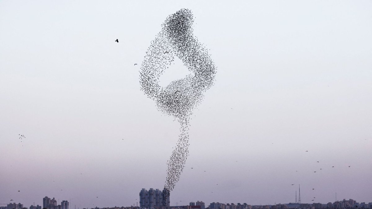 Мурмурация Скворцов