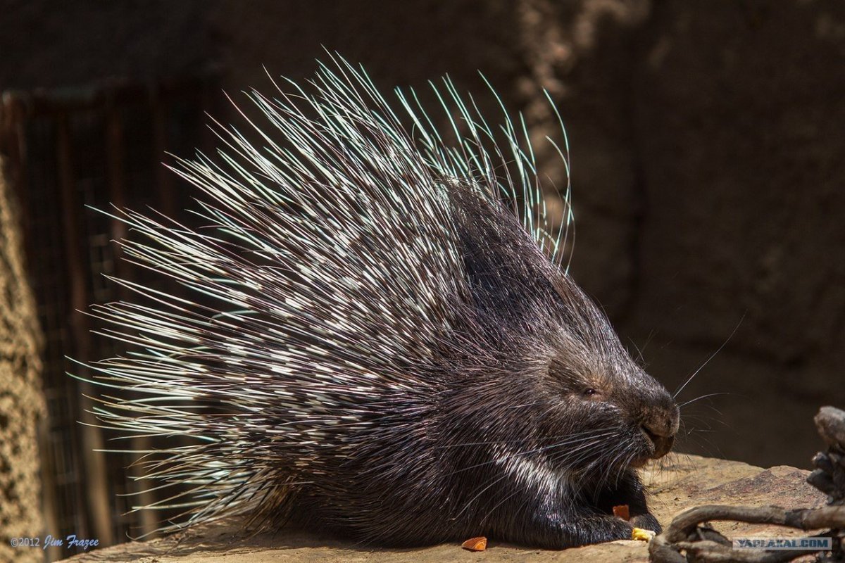 Ландак Дикобраз