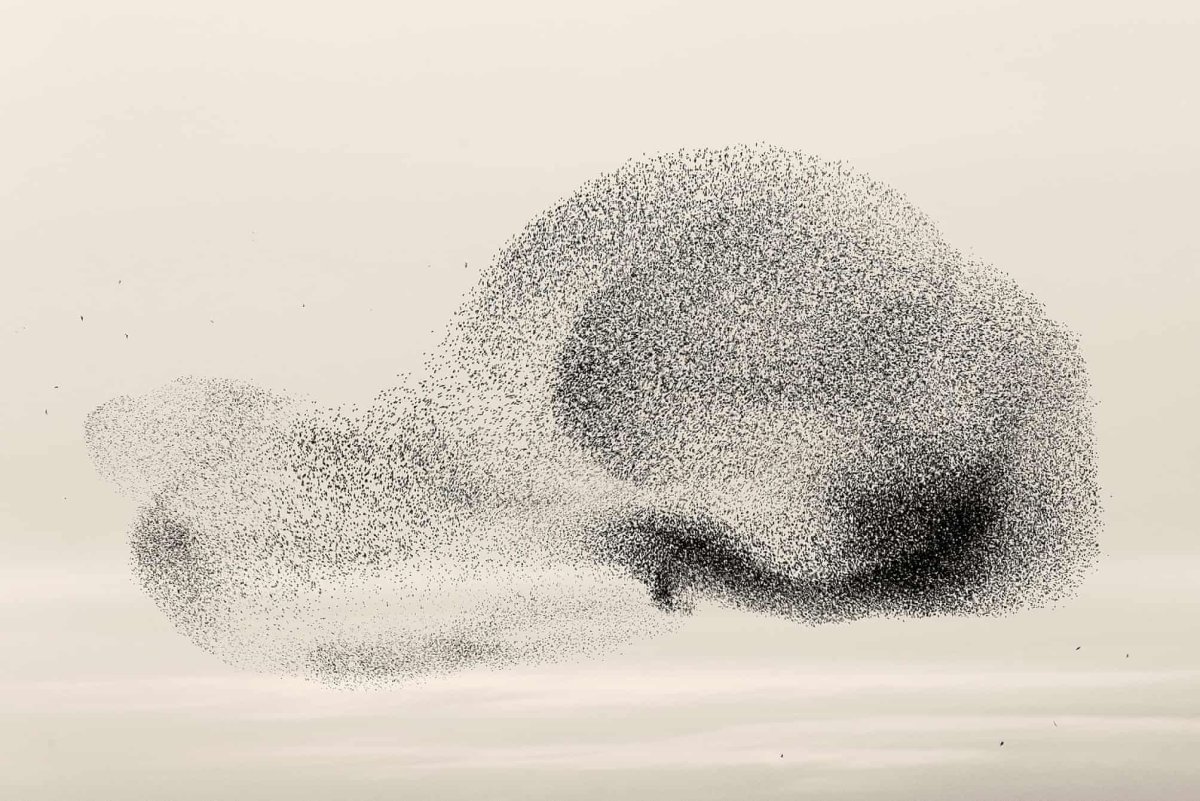 Мурмурация рисунок