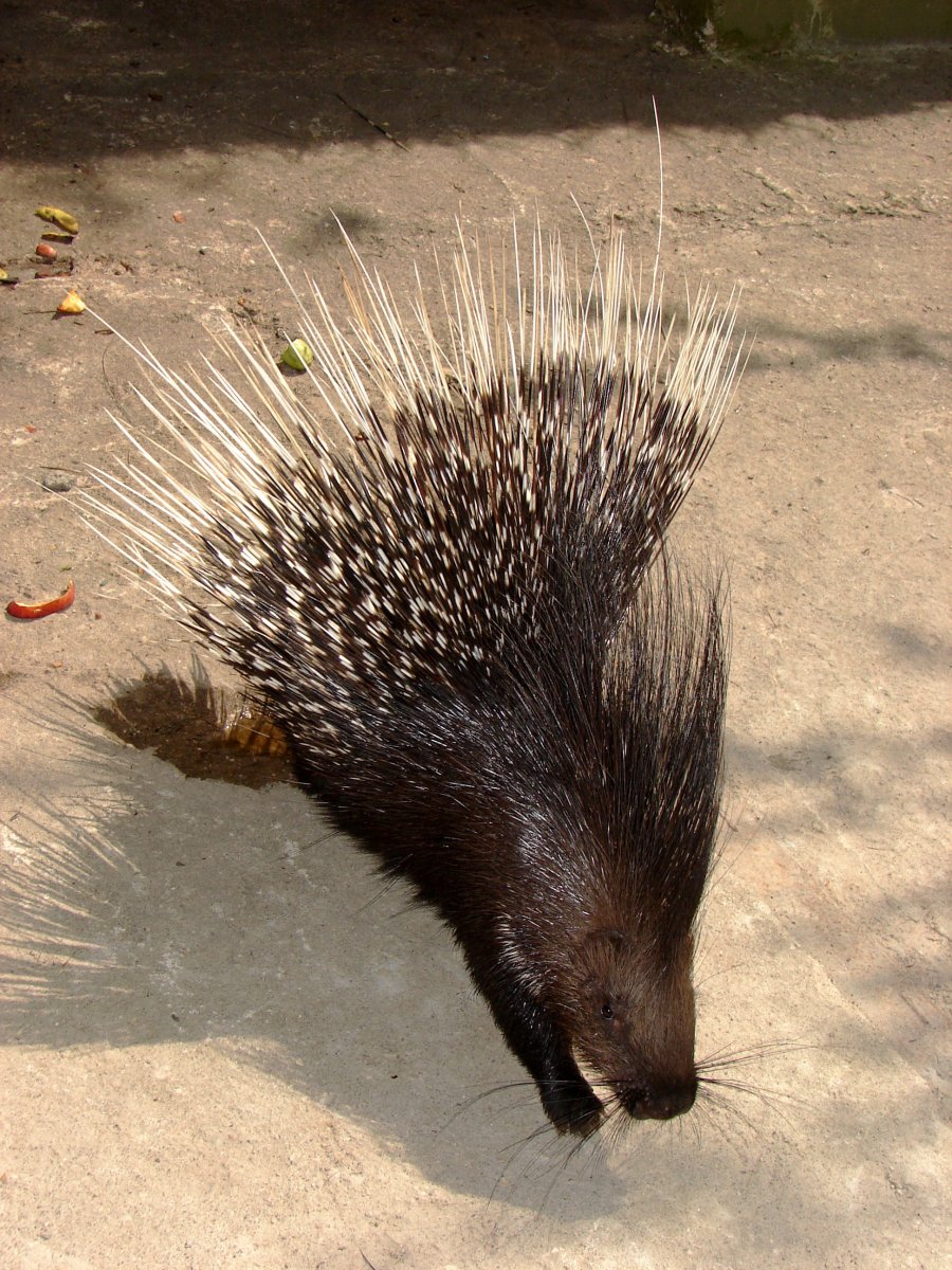 Гребенчатый Дикобраз