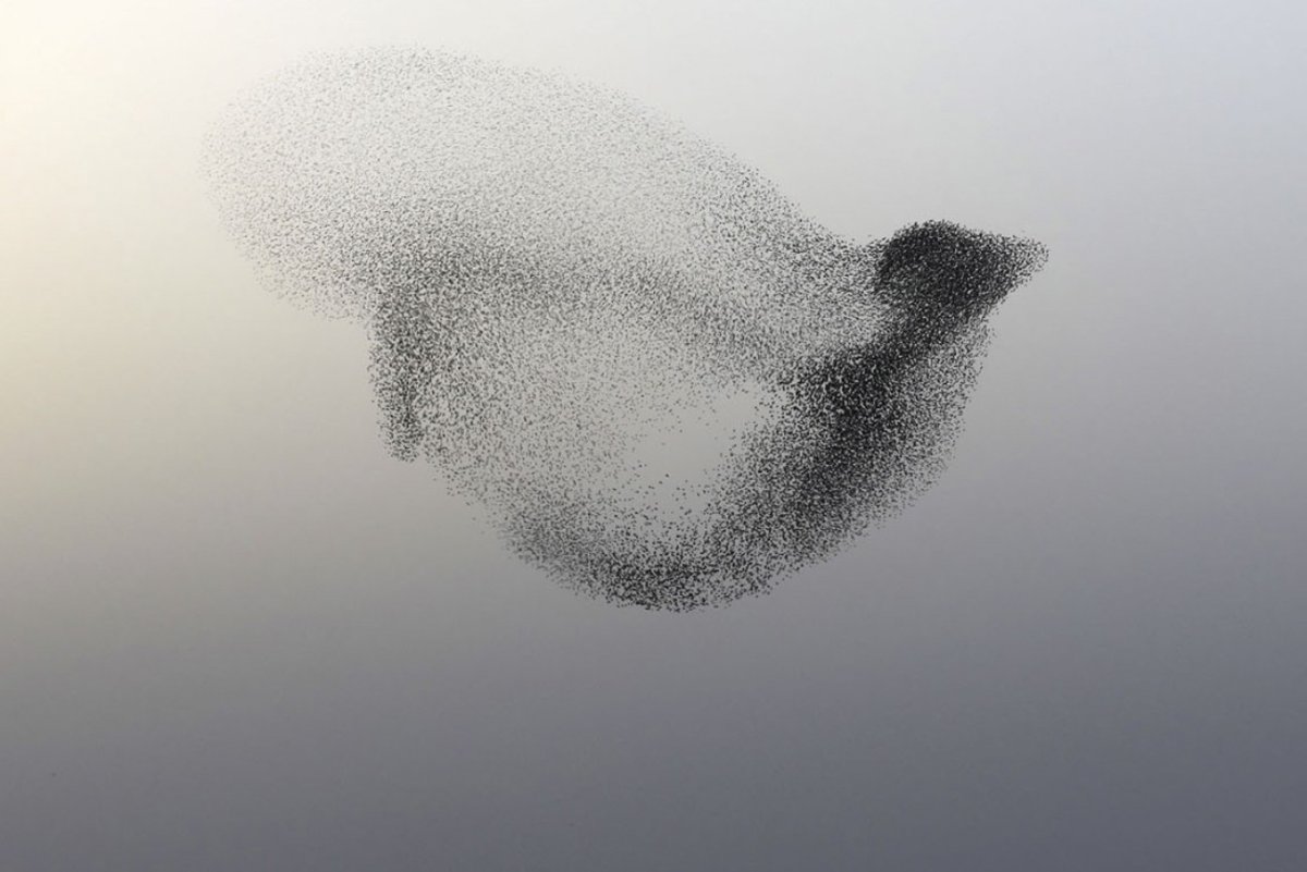 Тысяча птиц